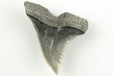 Snaggletooth Shark (Hemipristis) Tooth - Aurora, NC #203589-1